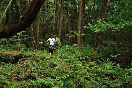 Aokigahara_forest_03