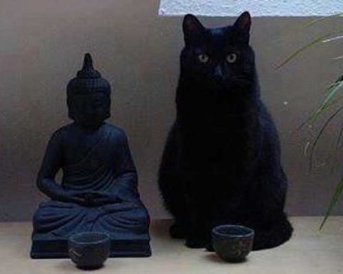 pisica Zen
