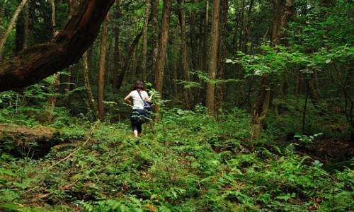 Aokigahara_forest_03